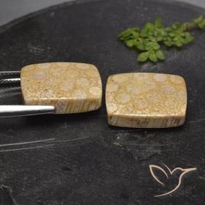 Pedras preciosas de Coral fóssil Multicolorido natural de 28.56 ct, Almofada, Opaco