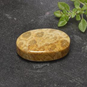 Coral fóssil Multicolorido Natural 14.69ct, Corte Oval, Opaco