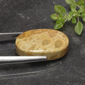 Coral fóssil Multicolorido Natural 14.69ct, Corte Oval, Opaco