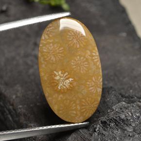 Coral fóssil Multicolorido Natural 10.75ct, Corte Oval, Opaco