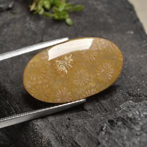 Coral fóssil Multicolorido Natural 10.75ct, Corte Oval, Opaco