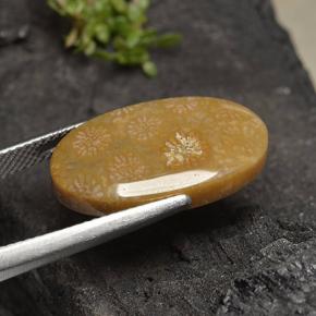 Coral fóssil Multicolorido Natural 10.75ct, Corte Oval, Opaco