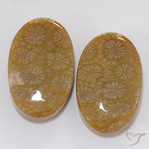 28.62ctw Natural Multicolorido Coral fóssil, oval, Opaco