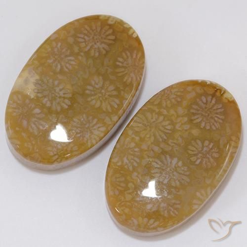 Pedras preciosas de Coral fóssil Multicolorido natural de 28.62 ct, oval, Opaco