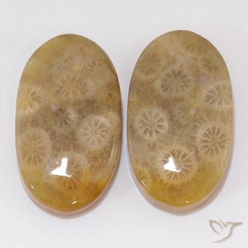21.91ctw Natural Multicolorido Coral fóssil, oval, Opaco