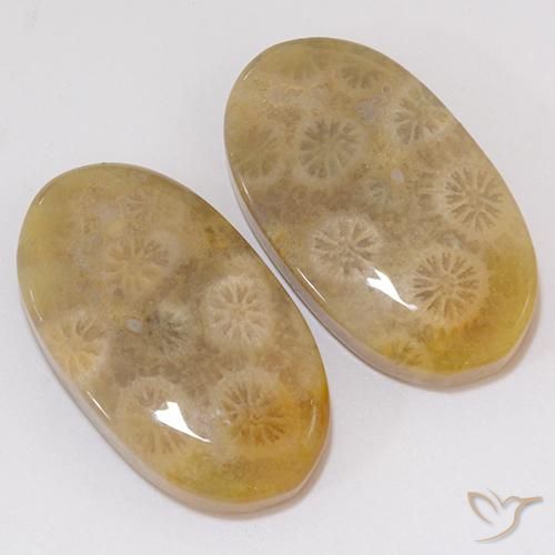 Pedras preciosas de Coral fóssil Multicolorido natural de 21.91 ct, oval, Opaco