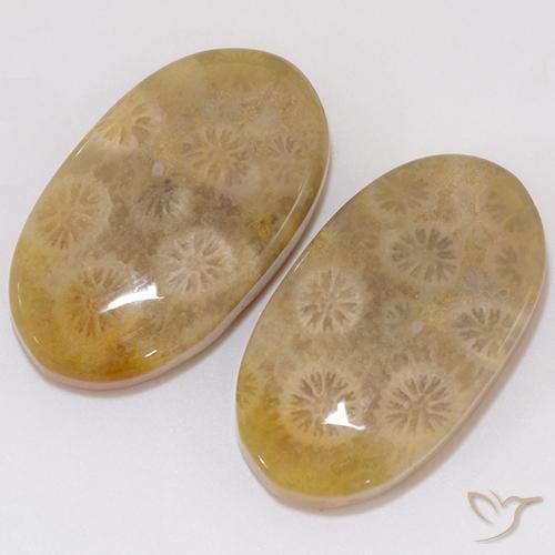 Pedras preciosas de Coral fóssil Multicolorido natural de 21.91 ct, oval, Opaco