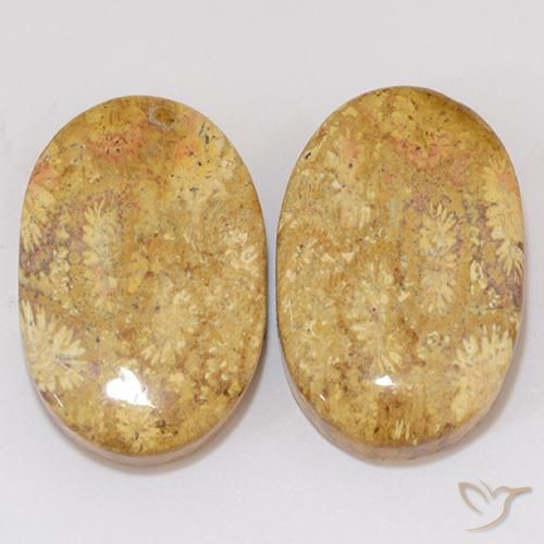 27.27ctw Natural Multicolorido Coral fóssil, oval, Opaco