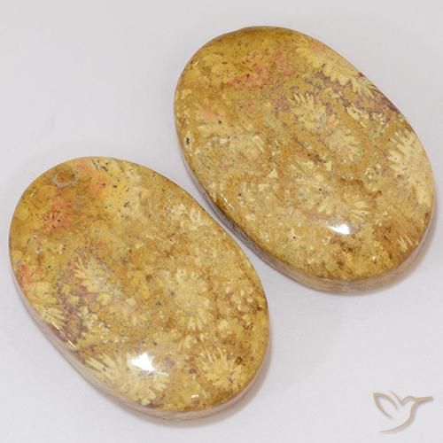 Pedras preciosas de Coral fóssil Multicolorido natural de 27.27 ct, oval, Opaco