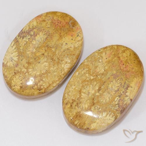 Pedras preciosas de Coral fóssil Multicolorido natural de 27.27 ct, oval, Opaco