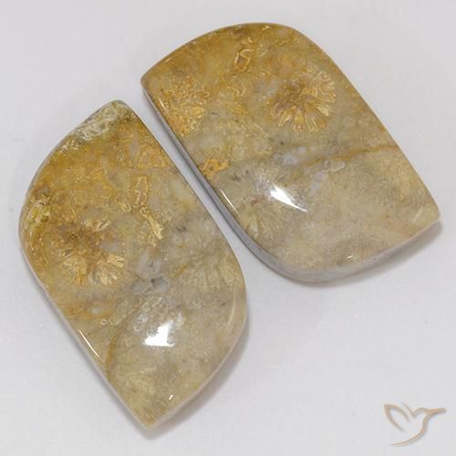Pedras preciosas de Coral fóssil Multicolorido natural de 18.02 ct, Chique, Opaco