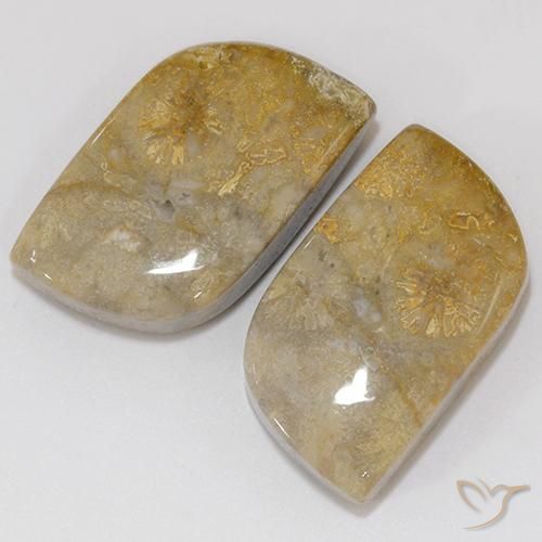 Pedras preciosas de Coral fóssil Multicolorido natural de 18.02 ct, Chique, Opaco