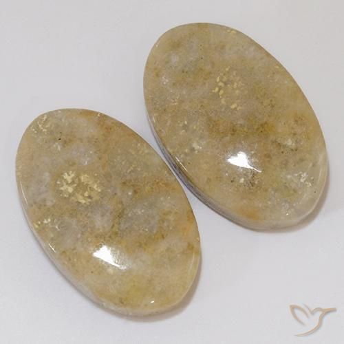 Pedras preciosas de Coral fóssil Multicolorido natural de 27.02 ct, oval, Opaco
