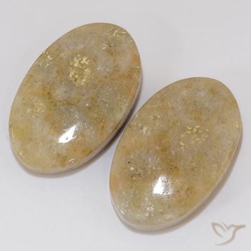 Pedras preciosas de Coral fóssil Multicolorido natural de 27.02 ct, oval, Opaco