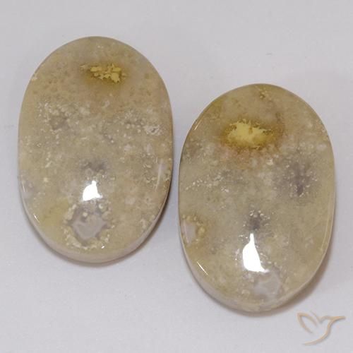 21.60ctw Natural Multicolorido Coral fóssil, oval, Opaco