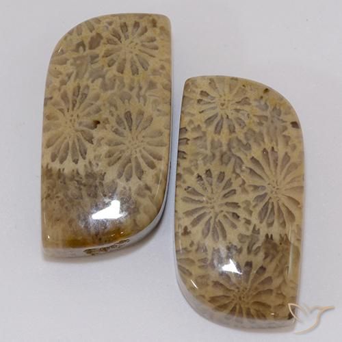 Pedras preciosas de coral fóssil multicolorido natural de 19,43 ct, forma extravagante, opaco