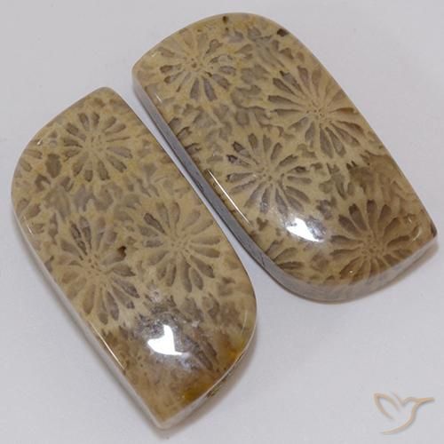Pedras preciosas de coral fóssil multicolorido natural de 19,43 ct, forma extravagante, opaco