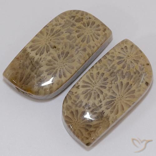 Pedras preciosas de coral fóssil multicolorido natural de 19,43 ct, forma extravagante, opaco