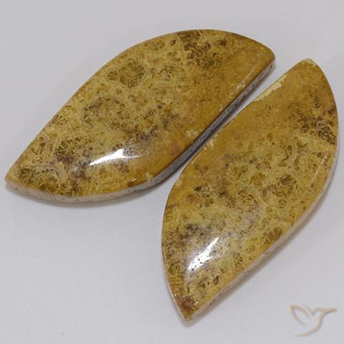 Pedras preciosas de Coral fóssil Multicolorido natural de 23.61 ct, Chique, Opaco