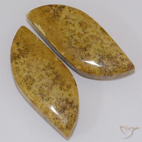 Pedras preciosas de Coral fóssil Multicolorido natural de 23.61 ct, Chique, Opaco