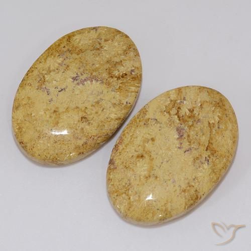 Pedras preciosas de Coral fóssil Multicolorido natural de 19.18 ct, oval, Opaco