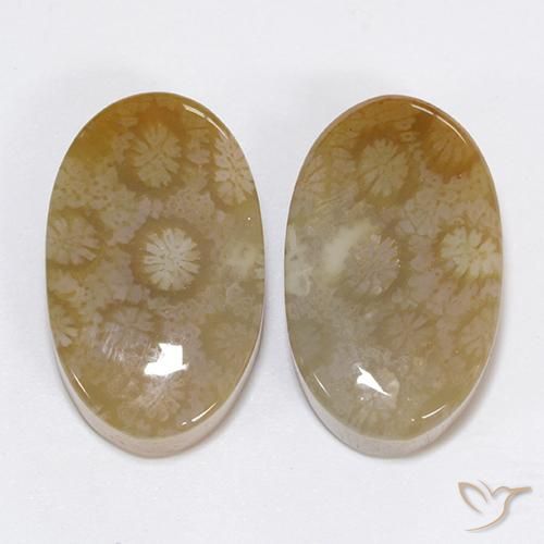 30.48ctw Natural Multicolorido Coral fóssil, oval, Opaco