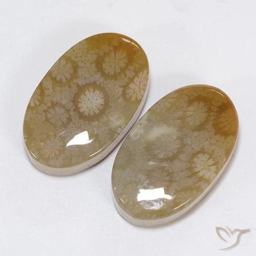 Pedras preciosas de Coral fóssil Multicolorido natural de 30.48 ct, oval, Opaco