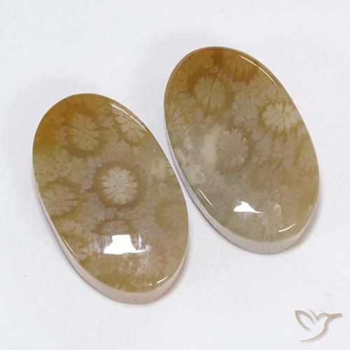 Pedras preciosas de Coral fóssil Multicolorido natural de 30.48 ct, oval, Opaco