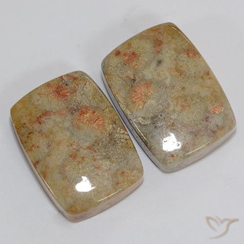 Pedras preciosas de Coral fóssil Multicolorido natural de 46.76 ct, Almofada, Opaco