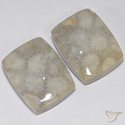 Pedras preciosas de Coral fóssil Multicolorido natural de 41.05 ct, Almofada, Opaco