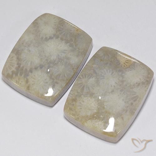 Pedras preciosas de Coral fóssil Multicolorido natural de 41.05 ct, Almofada, Opaco