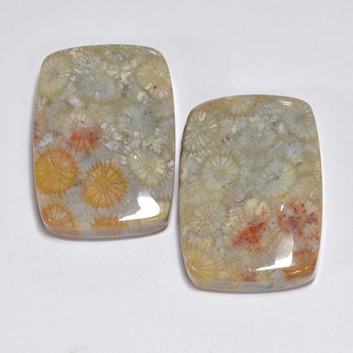 Pedras preciosas de Coral fóssil Multicolorido natural de 31.96 ct, Almofada cortada, Opaco