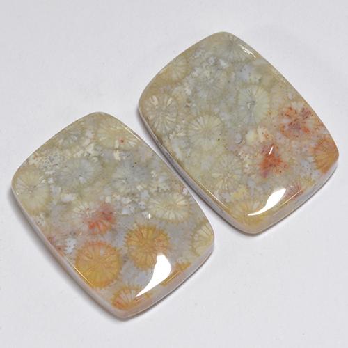 Pedras preciosas de Coral fóssil Multicolorido natural de 31.96 ct, Almofada cortada, Opaco