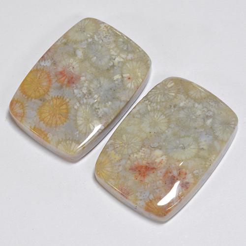 Pedras preciosas de Coral fóssil Multicolorido natural de 31.96 ct, Almofada cortada, Opaco