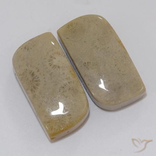 Pedras preciosas de Coral fóssil Multicolorido natural de 22.46 ct, Chique, Opaco