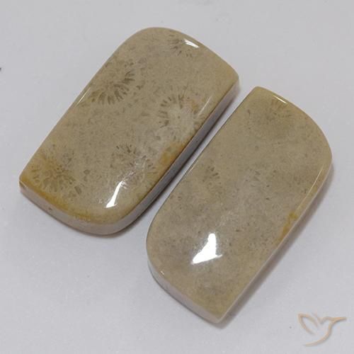 Pedras preciosas de Coral fóssil Multicolorido natural de 22.46 ct, Chique, Opaco