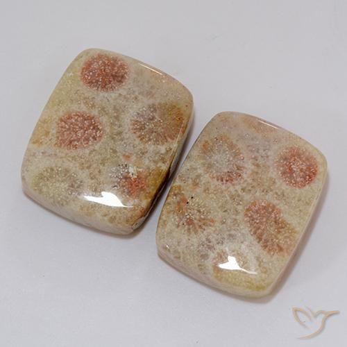 Pedras preciosas de Coral fóssil Multicolorido natural de 37.10 ct, Almofada, Opaco