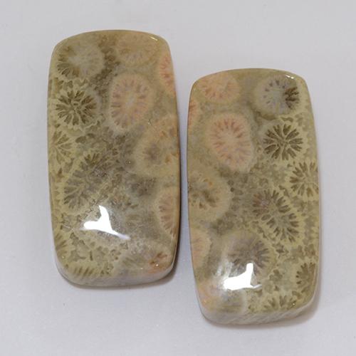 Almofada de coral fóssil de 31,95 quilates, 22,3 x 11,5 mm da Indonésia, Photo A