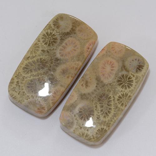 Pedras preciosas de Coral fóssil Multicolorido natural de 31.95 ct, Almofada, Opaco
