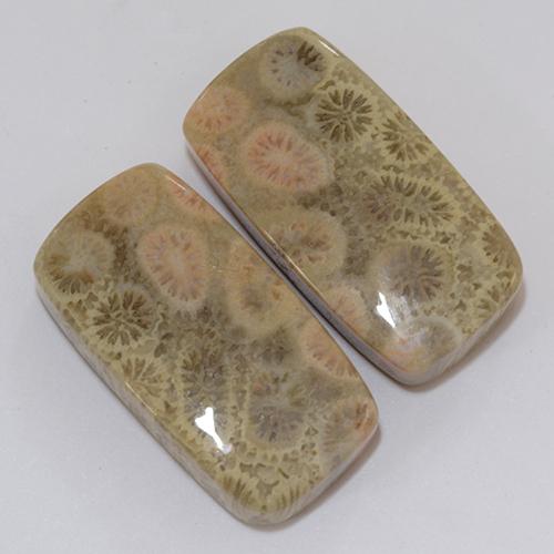 Pedras preciosas de Coral fóssil Multicolorido natural de 31.95 ct, Almofada, Opaco