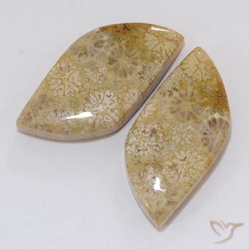 Pedras preciosas de Coral fóssil Multicolorido natural de 20.45 ct, Chique, Opaco
