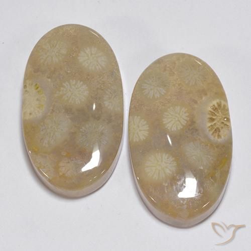 23.63ctw Natural Multicolorido Coral fóssil, oval, Opaco