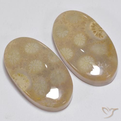 Pedras preciosas de Coral fóssil Multicolorido natural de 23.63 ct, oval, Opaco