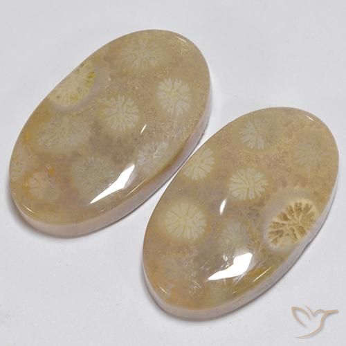 Pedras preciosas de Coral fóssil Multicolorido natural de 23.63 ct, oval, Opaco