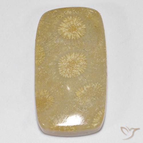 14.52ct Natural Multicolorido Coral fóssil, Almofada, Opaco