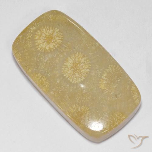 Coral fóssil Multicolorido Natural 14.52ct, Almofada, Opaco