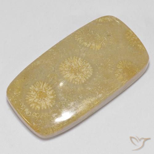 Coral fóssil Multicolorido Natural 14.52ct, Almofada, Opaco