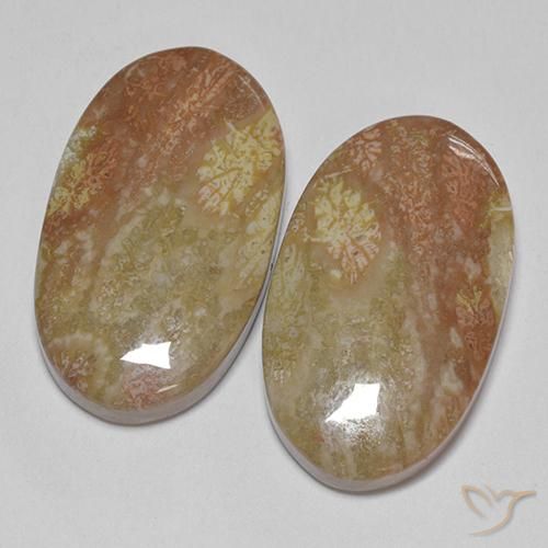 Pedras preciosas de Coral fóssil Multicolorido natural de 30.58 ct, oval, Opaco