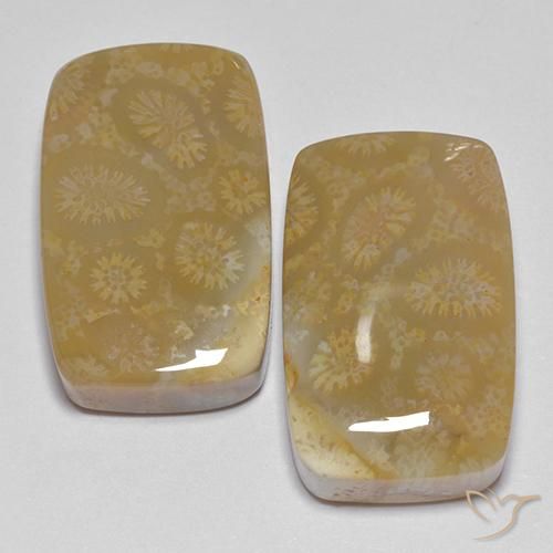 35.99ctw Natural Multicolorido Coral fóssil, Almofada, Opaco