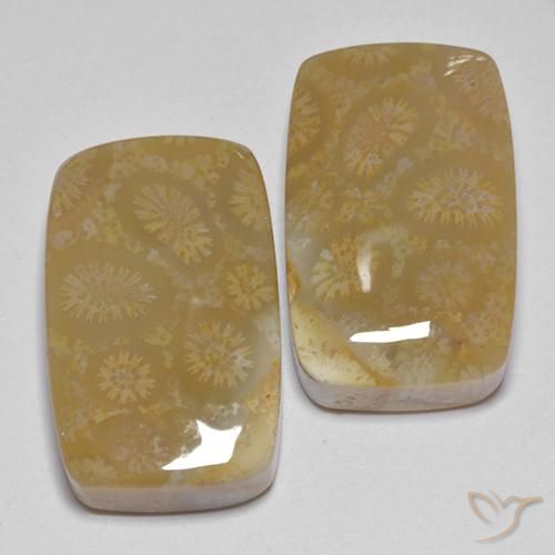 Pedras preciosas de Coral fóssil Multicolorido natural de 35.99 ct, Almofada, Opaco